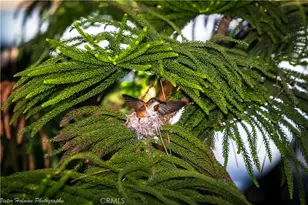 2216 El Capitan Dr, Riverside, CA 92506 - Photo 38