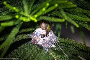 2216 El Capitan Dr, Riverside, CA 92506 - Photo 16