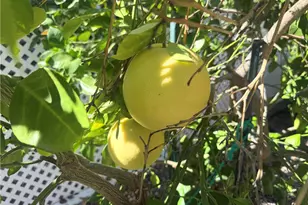 31130 S General Kearny, Temecula, CA 92591 - Photo 34