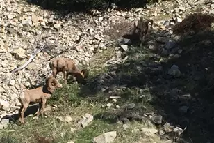 9112 Torrey Pines Rd, Forest Falls, CA 92339 - Photo 24