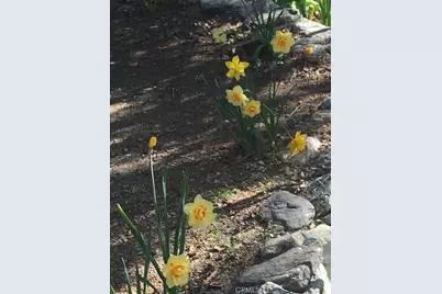 9112 Torrey Pines Road, Forest Falls, CA 92339 - Photo 22