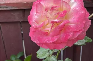 1948 Medoc, San Jacinto, CA 92583 - Photo 32