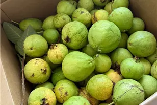 1948 Medoc, San Jacinto, CA 92583 - Photo 34