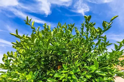 43115 Corte Landeros, Temecula, CA 92592 - Photo 28