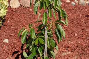 30780 Loma Linda, Temecula, CA 92592 - Photo 36