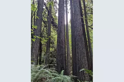 203 Pine Lane, Fortuna, CA 95528 - Photo 8