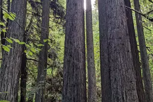 203 Pine Ln, Fortuna, CA 95528 - Photo 8