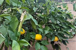 21529 Magnolia, Walnut, CA 91789 - Photo 20