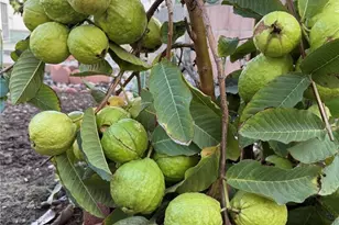 1441 Paso Real Ave, Rowland Heights, CA 91748 - Photo 28