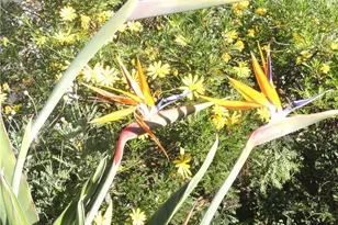 13711 Amberview, Eastvale, CA 92880 - Photo 62