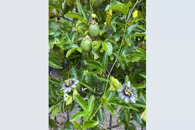 1834 Berryhill Drive, Chino Hills, CA 91709 - Photo 60