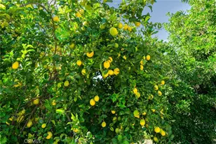 1725 S Elderberry, Ontario, CA 91762 - Photo 38