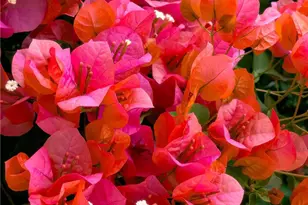 15347 Lotus, Chino Hills, CA 91709 - Photo 40