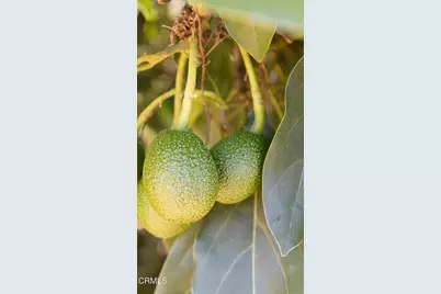 4620 Casitas Pass Road, Ventura, CA 93001 - Photo 68