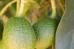 4620 Casitas Pass Rd, Ventura, CA 93001 - Photo 68