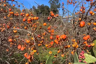 4620 Casitas Pass Rd, Ventura, CA 93001 - Photo 66