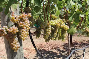 6150 Baja Vista Dr, Somis, CA 93066 - Photo 58