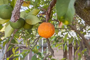 1182 Lake Ave, Ojai, CA 93023 - Photo 52