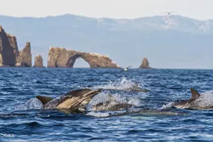 1684 Poli St, Ventura, CA 93001 - Photo 50