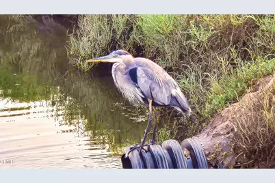 349 Ash Avenue #17, Carpinteria, CA 93013 - Photo 42