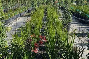 2245 California Ave, Fillmore, CA 93015 - Photo 28