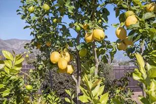 1318 La Paz Dr, Ojai, CA 93023 - Photo 44