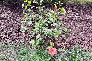 1140 Teakwood St, Oxnard, CA 93033 - Photo 18