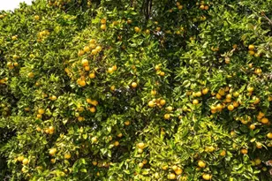 194 Dean Ct, Ventura, CA 93003 - Photo 32