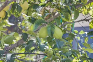 525 S Ventura St, Ojai, CA 93023 - Photo 34