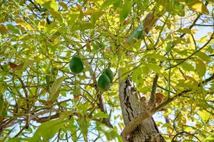 567 Mesa Dr, Camarillo, CA 93010 - Photo 34