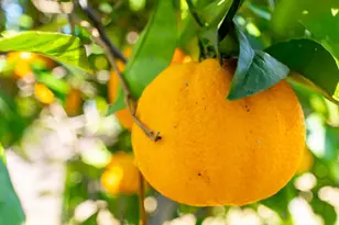 127 Glen Ellen Dr, Ventura, CA 93003 - Photo 38