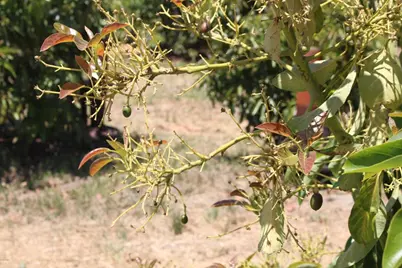 0 Camulos Street, Piru, CA 93040 - Photo 18