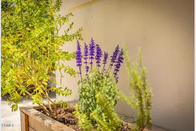 919 E Matilija Street, Ojai, CA 93023 - Photo 42