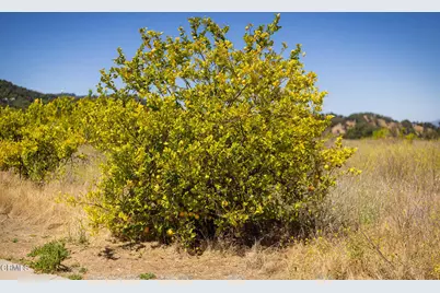 12400 Ojai Santa Paula Road, Ojai, CA 93023 - Photo 8