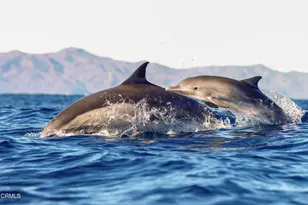 2462 Pierpont Blvd, Ventura, CA 93001 - Photo 48