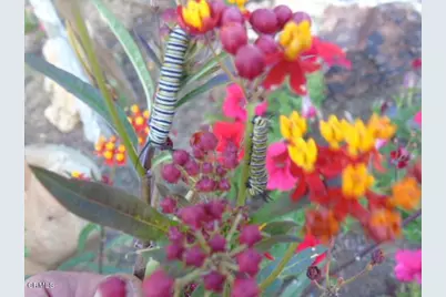 320 N Barbara Street, Ojai, CA 93023 - Photo 36