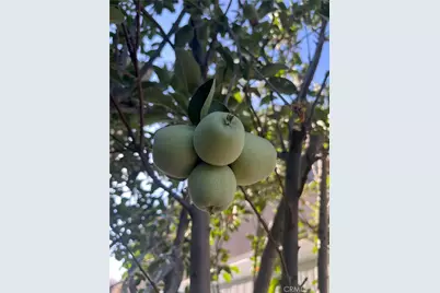 1662 Palermo, Riverside, CA 92507 - Photo 22