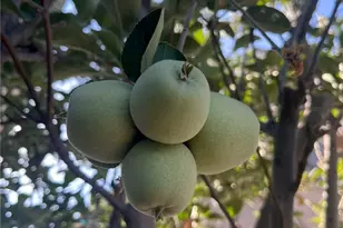 1662 Palermo, Riverside, CA 92507 - Photo 22