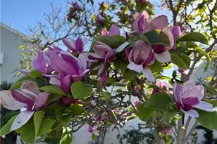 2001 Fernbank, Monterey Park, CA 91754 - Photo 6