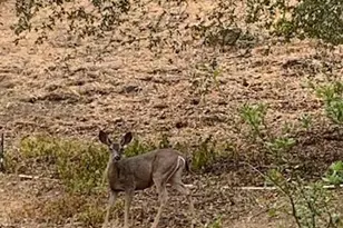 27326 Oak Summit Rd, Agoura Hills, CA 91301 - Photo 1