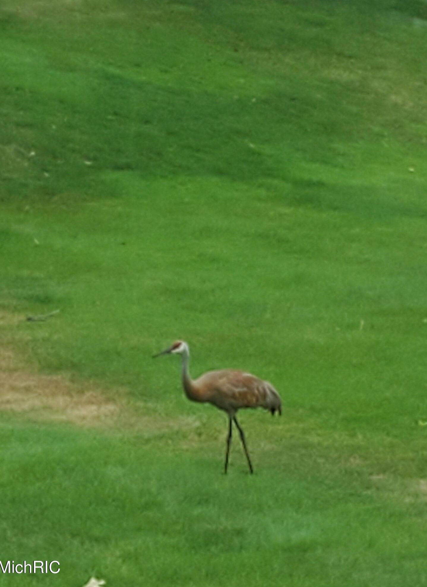 15489 Oak Dr, Spring Lake MI 49456-2147 exterior