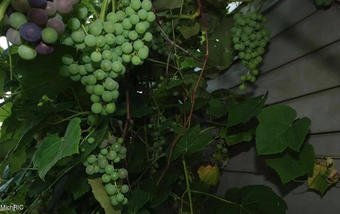 9027 Alanada Dr, Caledonia MI 49316-8455 exterior