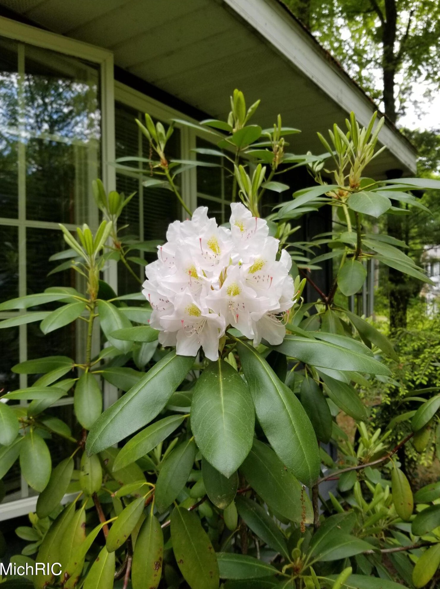 15155 Hickory St, Spring Lake MI 49456-1123 exterior