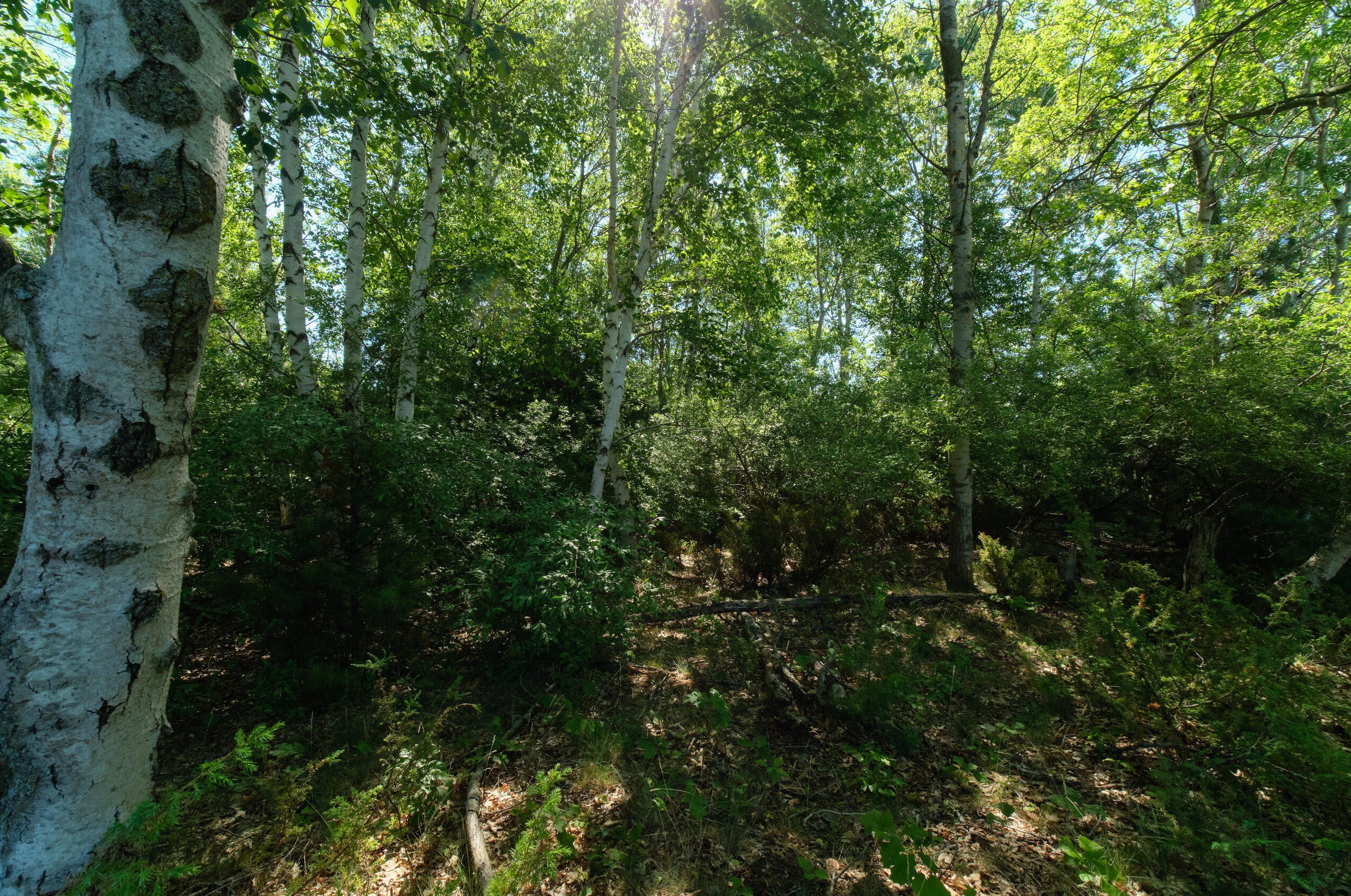 2606 County Line Rd, Stronach MI 49660-9197 exterior