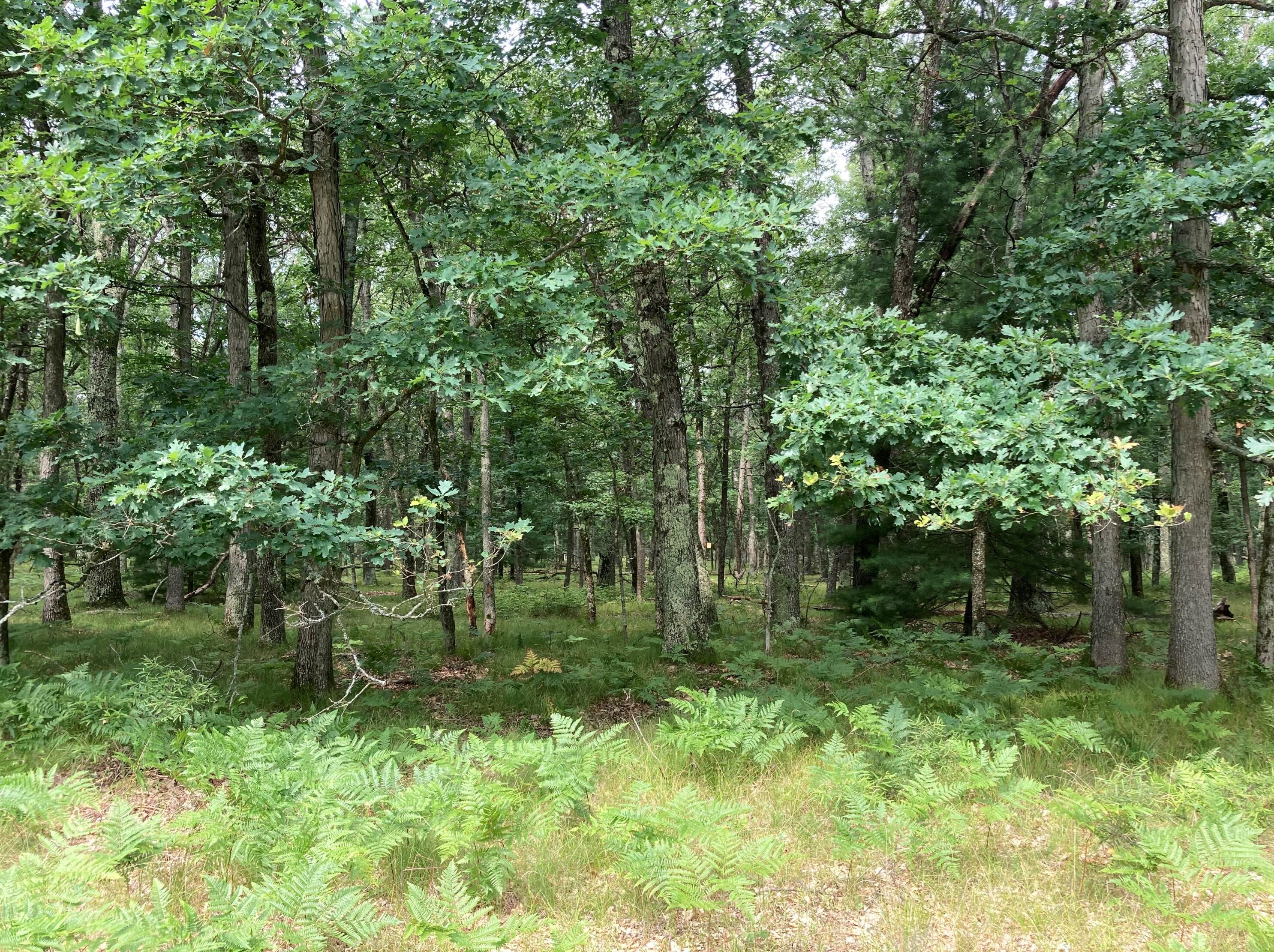 6574 76, Baldwin MI 49304 exterior