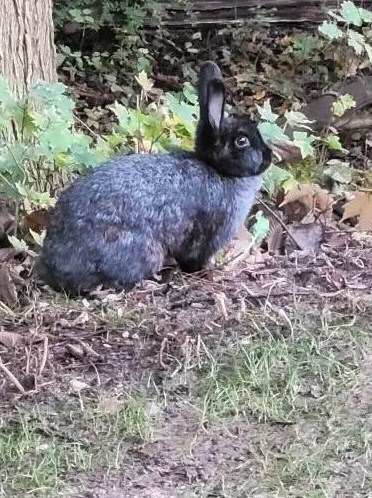 4480 Coit Ave, Grand Rapids MI 49525-1110 exterior