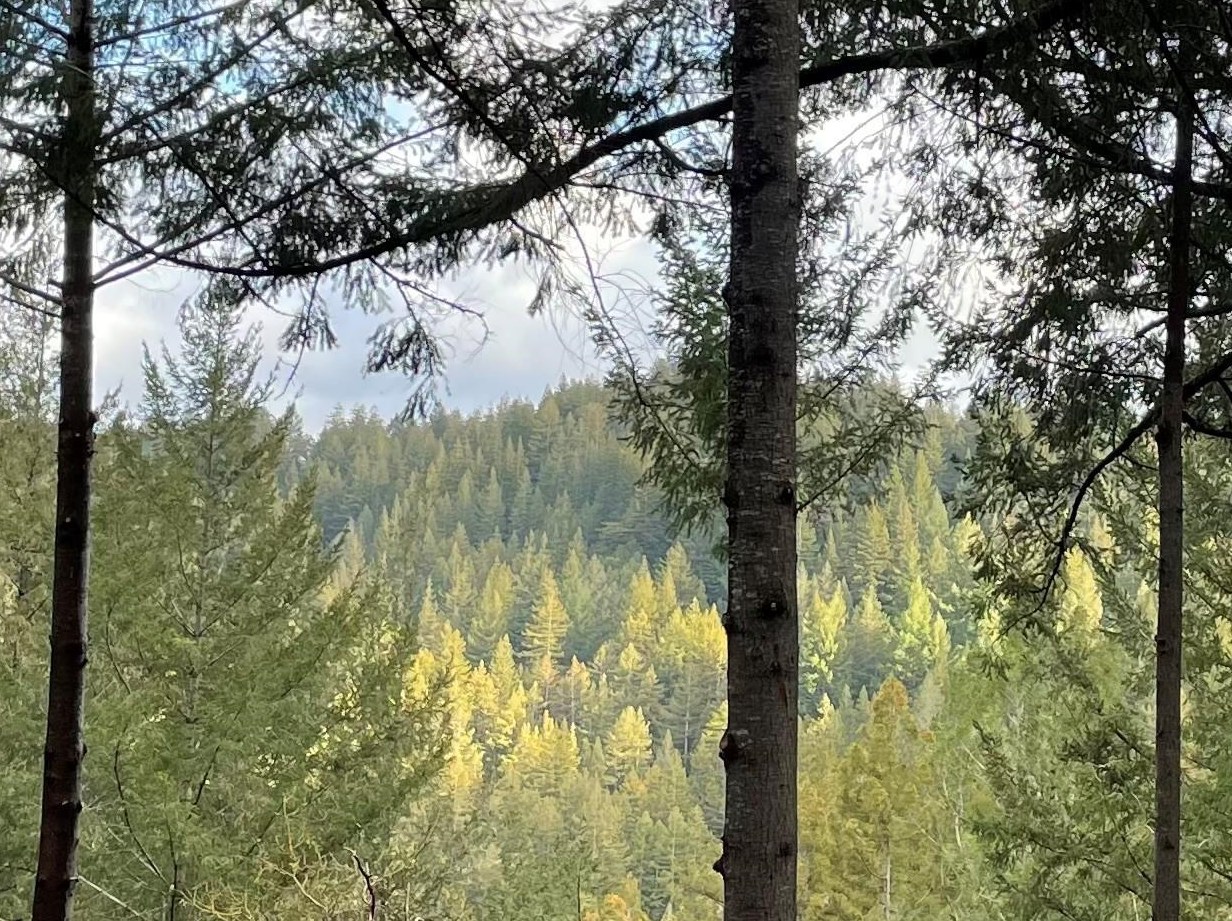 835 Blue Ridge Dr, Big Basin, CA 95006