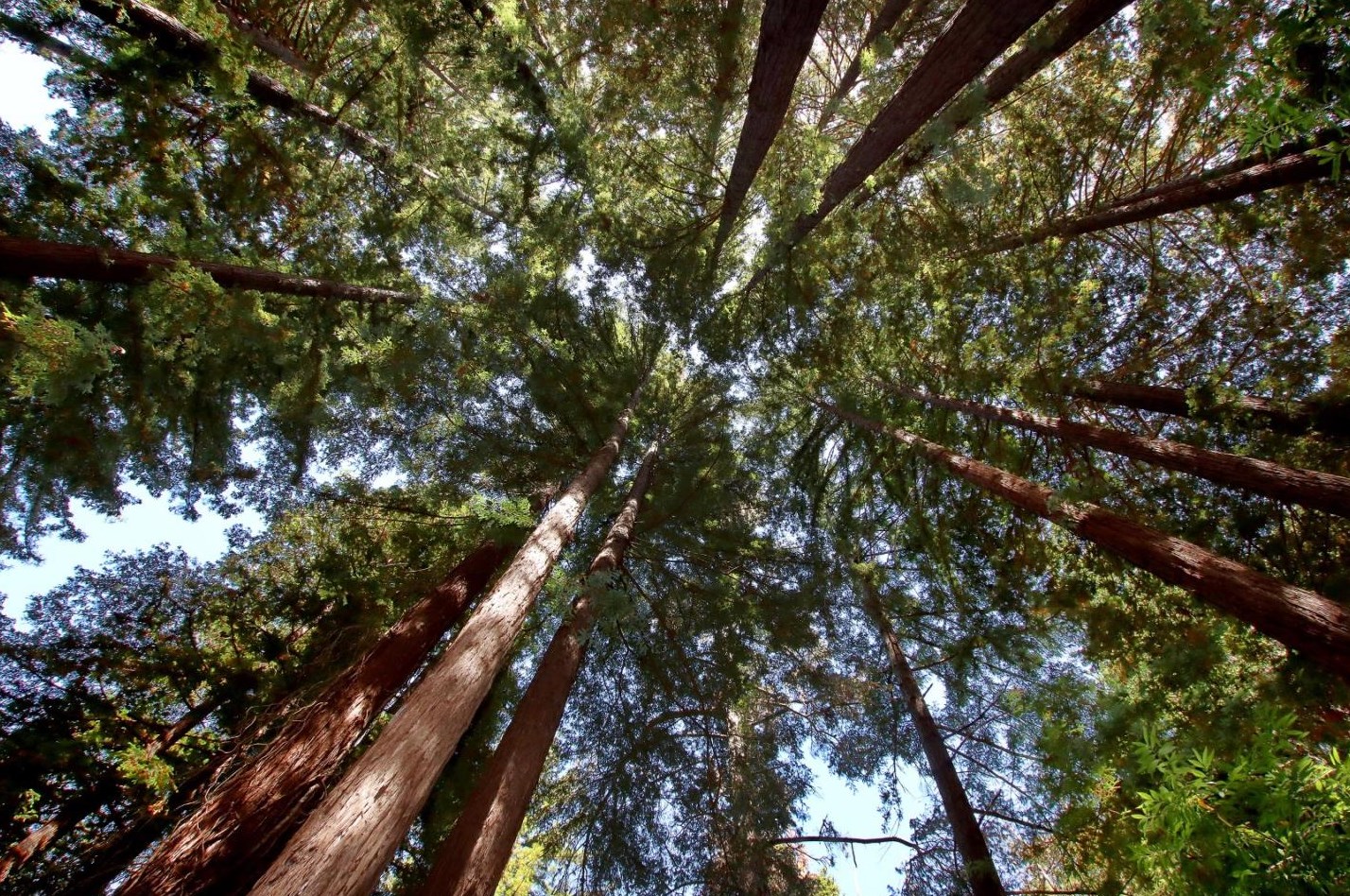 155 Mcgaffigan Mill Rd, Big Basin, CA 95006