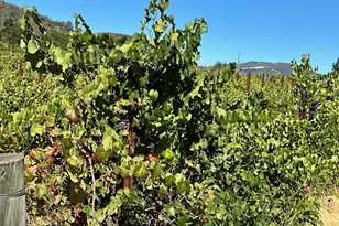 13160 Cienega Rd, Hollister, CA 95023 - Photo 10