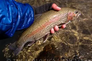 7899 Forest Dr, Yosemite National Park, CA 95389 - Photo 88